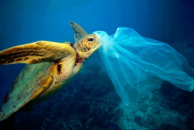Plastic bags harmful to human health and the environment